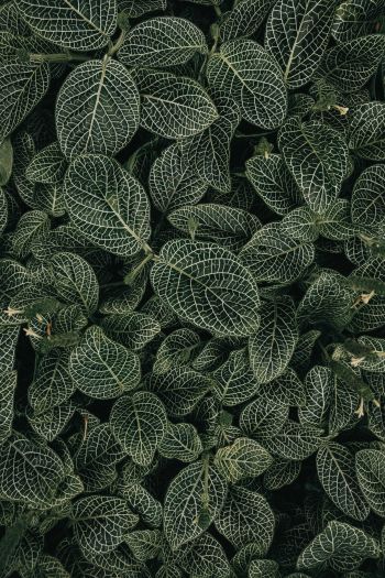 leaves, ornament, green Wallpaper 640x960