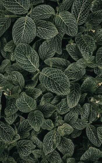 leaves, ornament, green Wallpaper 1752x2800