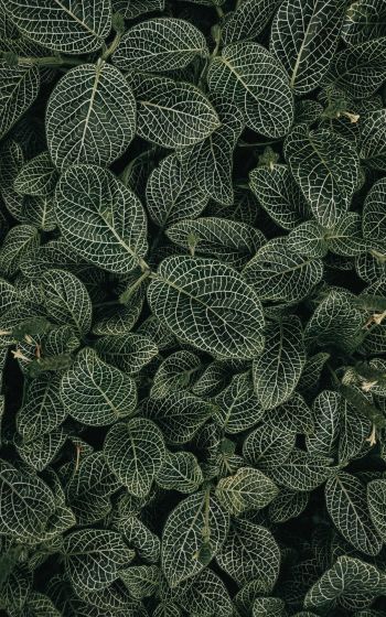 leaves, ornament, green Wallpaper 1600x2560