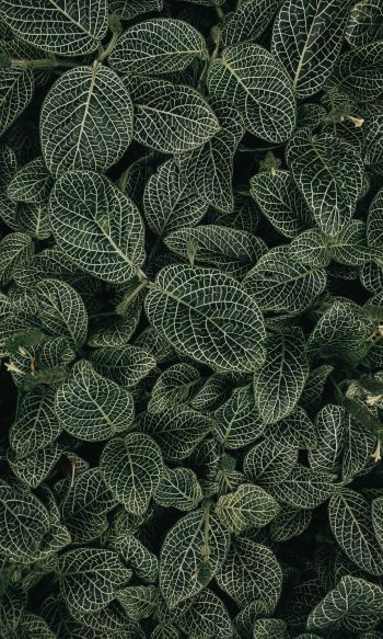 leaves, ornament, green Wallpaper 1200x2000