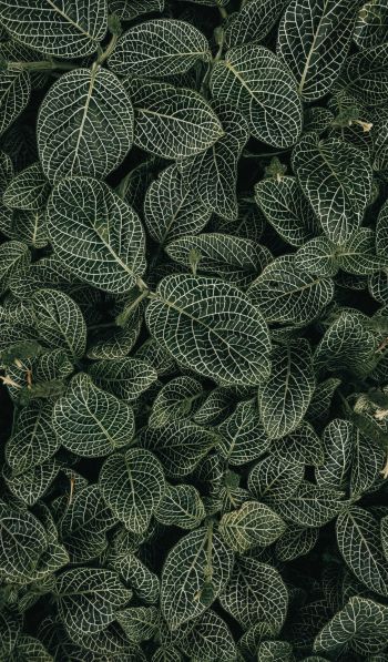 leaves, ornament, green Wallpaper 600x1024
