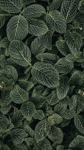 Обои 640x1136 листья, орнамент, зеленый