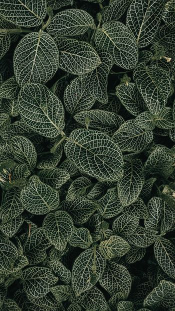 leaves, ornament, green Wallpaper 1440x2560
