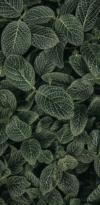 leaves, ornament, green Wallpaper 1440x2960
