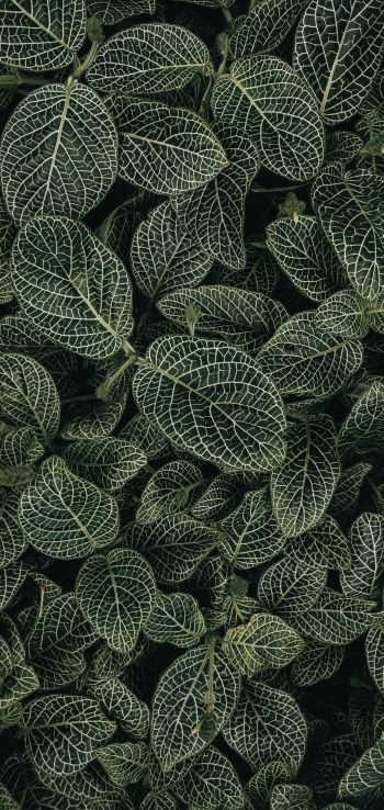 Обои 1080x2280 листья, орнамент, зеленый