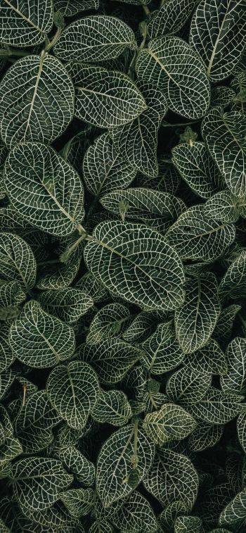 leaves, ornament, green Wallpaper 1125x2436