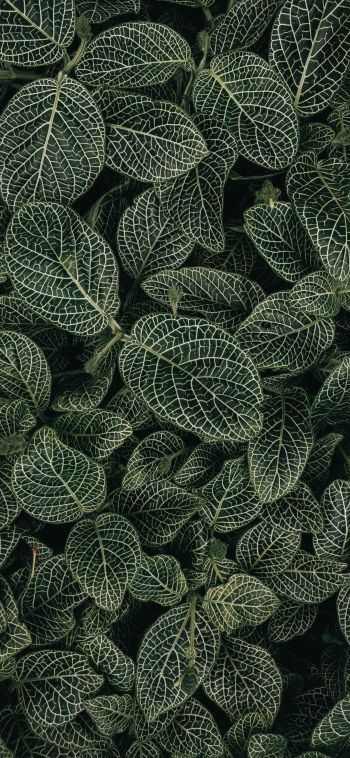 leaves, ornament, green Wallpaper 1080x2340