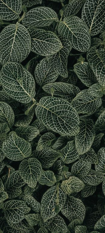 leaves, ornament, green Wallpaper 720x1600