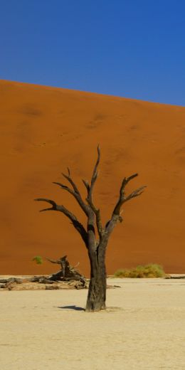 Deadley, Sossusvlei, Namibia, desert Wallpaper 720x1440