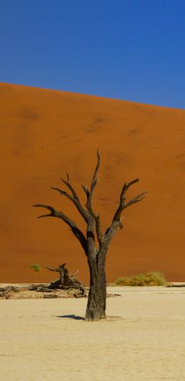 Deadley, Sossusvlei, Namibia, desert Wallpaper 1080x2220