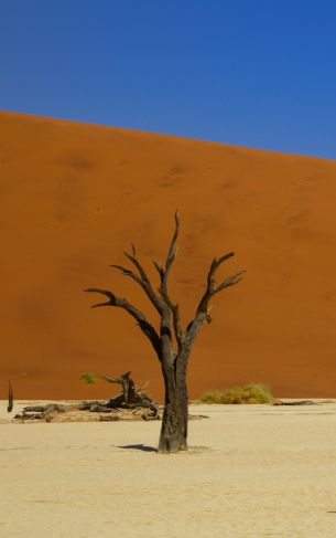 Deadley, Sossusvlei, Namibia, desert Wallpaper 1752x2800