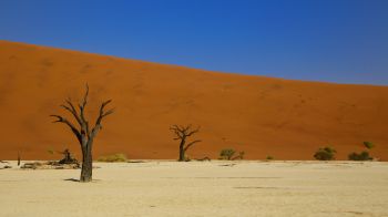 Обои 2560x1440 Дедвлей, Соссусфлей, Намибия, пустыня