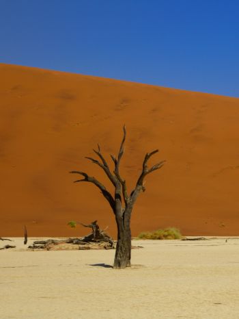 Deadley, Sossusvlei, Namibia, desert Wallpaper 1668x2224