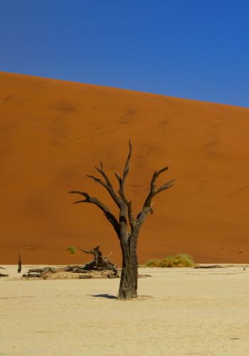 Обои 1668x2388 Дедвлей, Соссусфлей, Намибия, пустыня