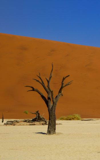 Обои 1600x2560 Дедвлей, Соссусфлей, Намибия, пустыня