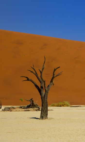 Обои 1200x2000 Дедвлей, Соссусфлей, Намибия, пустыня