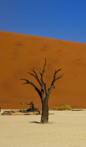 Deadley, Sossusvlei, Namibia, desert Wallpaper 600x1024