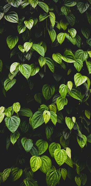 leaves, green wallpaper Wallpaper 1080x2220
