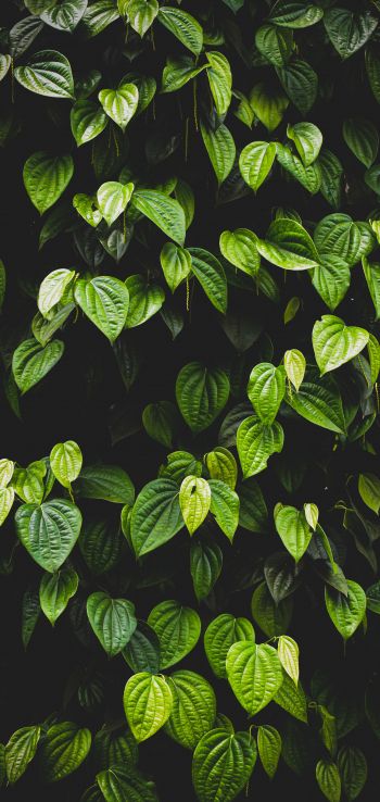 leaves, green wallpaper Wallpaper 1080x2280