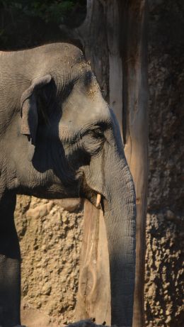 elephant, zoo, trunk, gray Wallpaper 640x1136