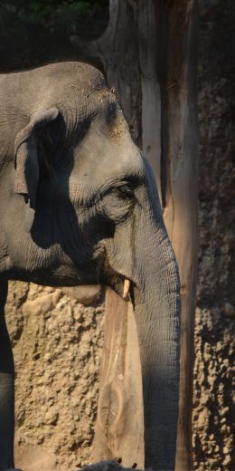 elephant, zoo, trunk, gray Wallpaper 720x1440