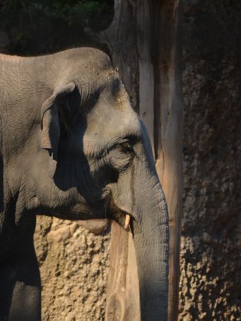 elephant, zoo, trunk, gray Wallpaper 1668x2224