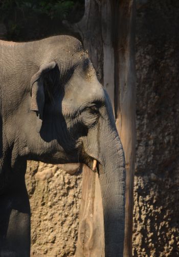 elephant, zoo, trunk, gray Wallpaper 1668x2388