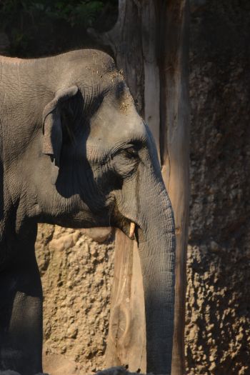 elephant, zoo, trunk, gray Wallpaper 640x960