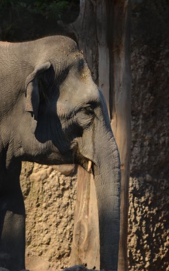 elephant, zoo, trunk, gray Wallpaper 1752x2800