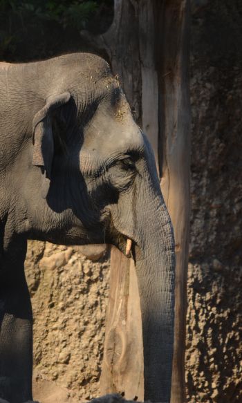 elephant, zoo, trunk, gray Wallpaper 1200x2000