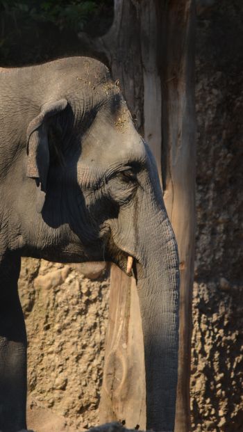 elephant, zoo, trunk, gray Wallpaper 640x1136