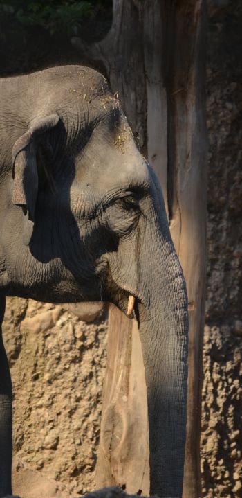 elephant, zoo, trunk, gray Wallpaper 1440x2960