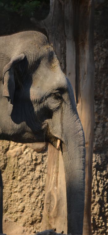 elephant, zoo, trunk, gray Wallpaper 1125x2436