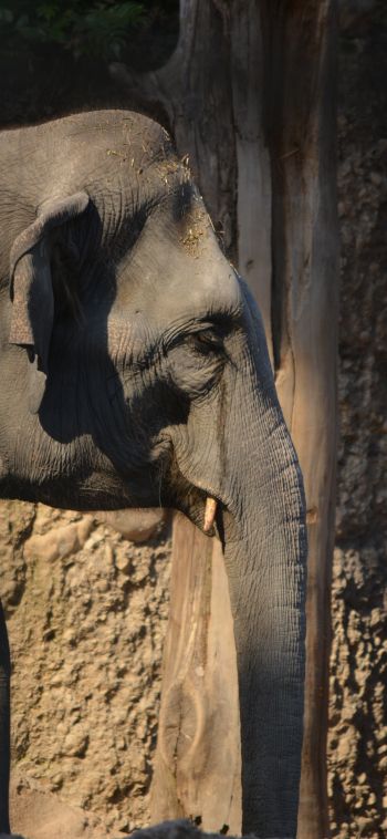 elephant, zoo, trunk, gray Wallpaper 1080x2340