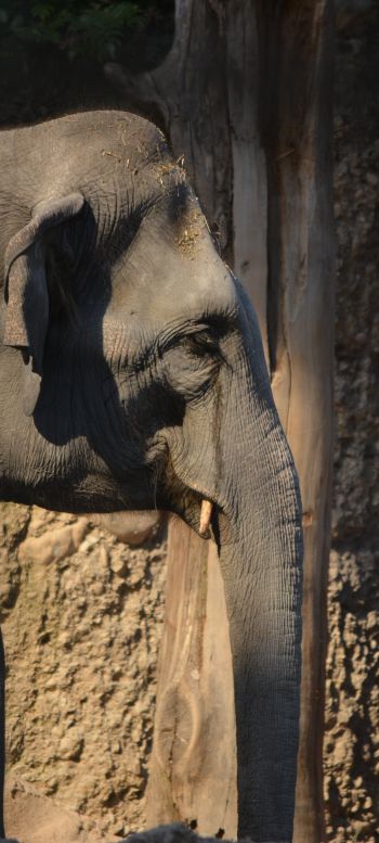 elephant, zoo, trunk, gray Wallpaper 720x1600