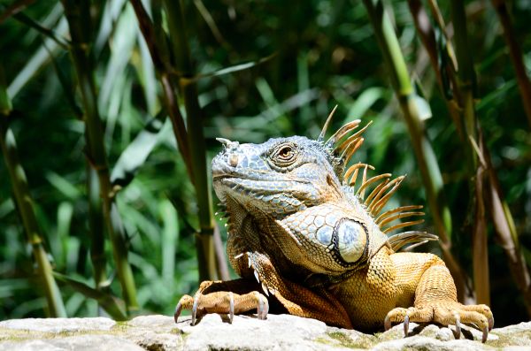 lizard, reptile, close up Wallpaper 4928x3264