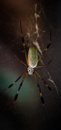 Обои 1440x3040 Тулум, Мексика, паук