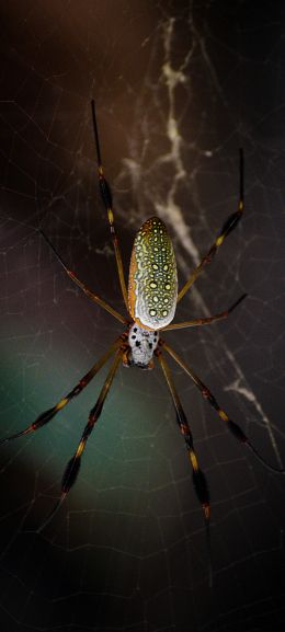 Обои 1080x2400 Тулум, Мексика, паук