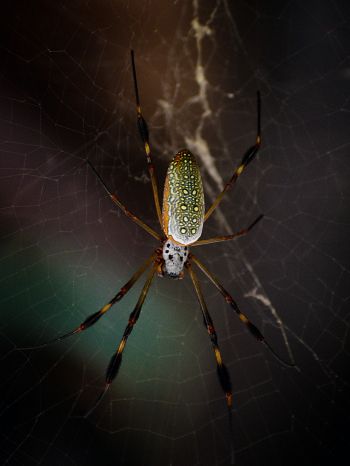 Обои 1620x2160 Тулум, Мексика, паук