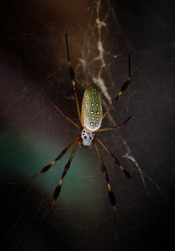Tulum, Mexico, spider Wallpaper 1668x2388