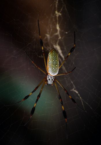 Обои 1640x2360 Тулум, Мексика, паук