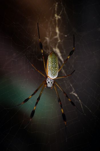 Обои 640x960 Тулум, Мексика, паук