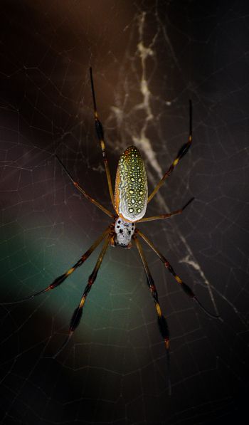 Обои 600x1024 Тулум, Мексика, паук