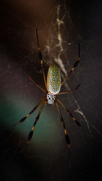 Обои 640x1136 Тулум, Мексика, паук