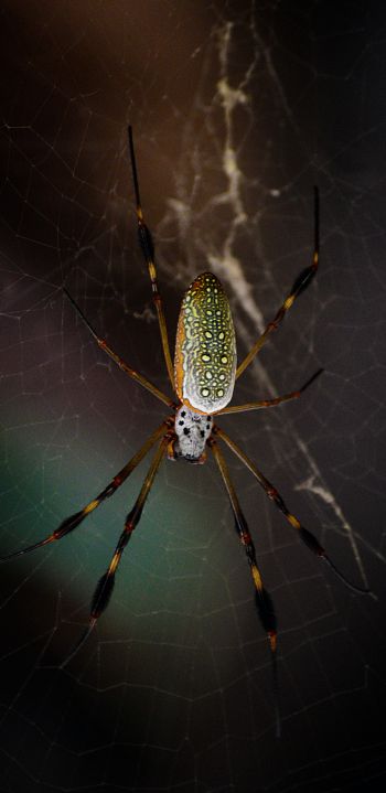 Обои 1440x2960 Тулум, Мексика, паук