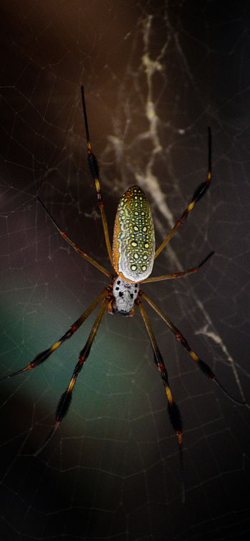 Tulum, Mexico, spider Wallpaper 1080x2340
