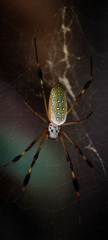 Tulum, Mexico, spider Wallpaper 1080x2400