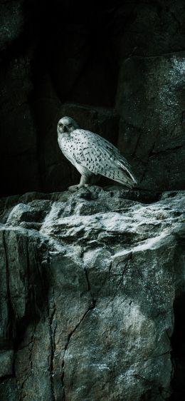 falcon, hawk, bird, rocks Wallpaper 1170x2532