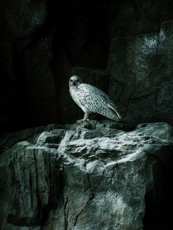 falcon, hawk, bird, rocks Wallpaper 1536x2048