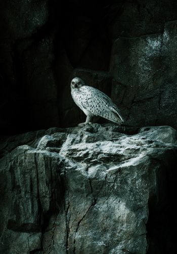 falcon, hawk, bird, rocks Wallpaper 1668x2388